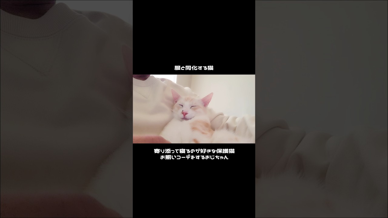 【保護猫】寄り添いお昼寝中のかわいい子猫が服と同化する　#cat  #shorts