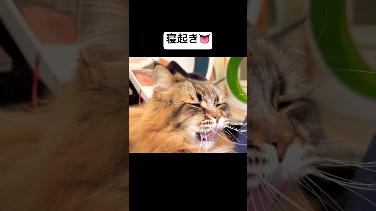 朝のぽけっとネコちゃん #猫 #サイベリアン