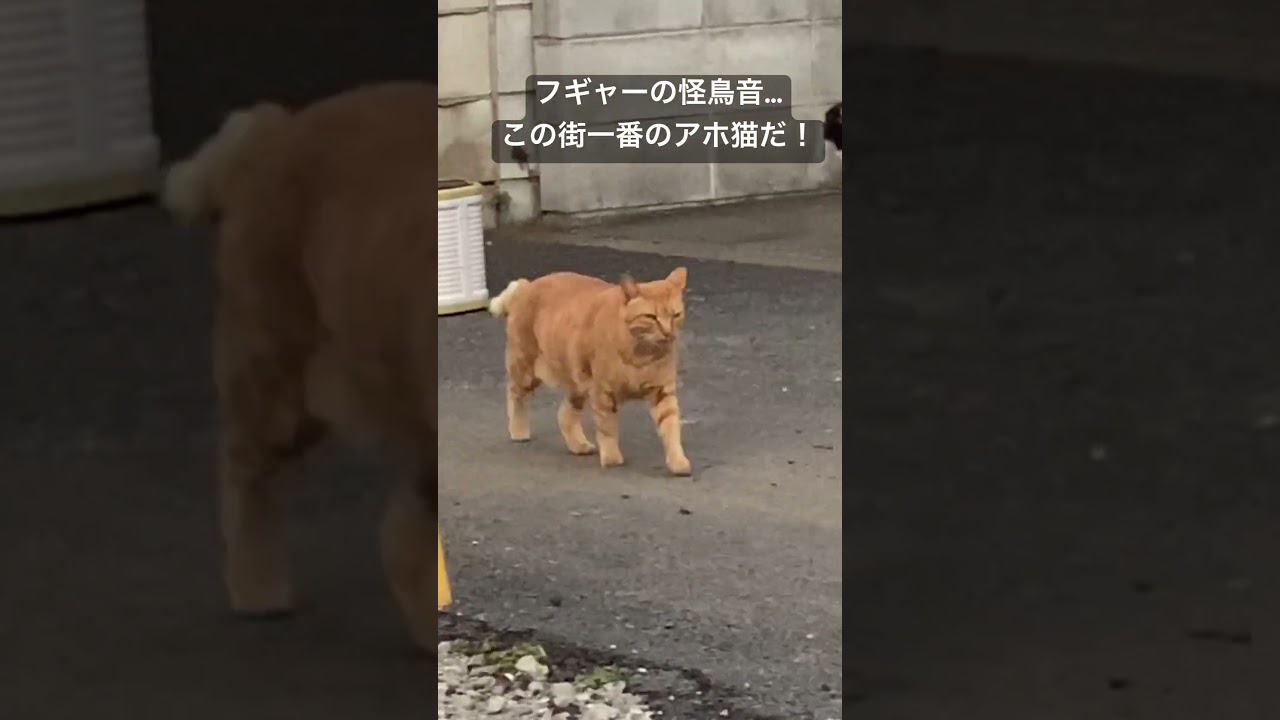 街一番のアホ猫、怪鳥音と共に颯爽と登場！ #cat  #猫  #ねこ  #animal  #cute  #猫のいる暮らし #shorts