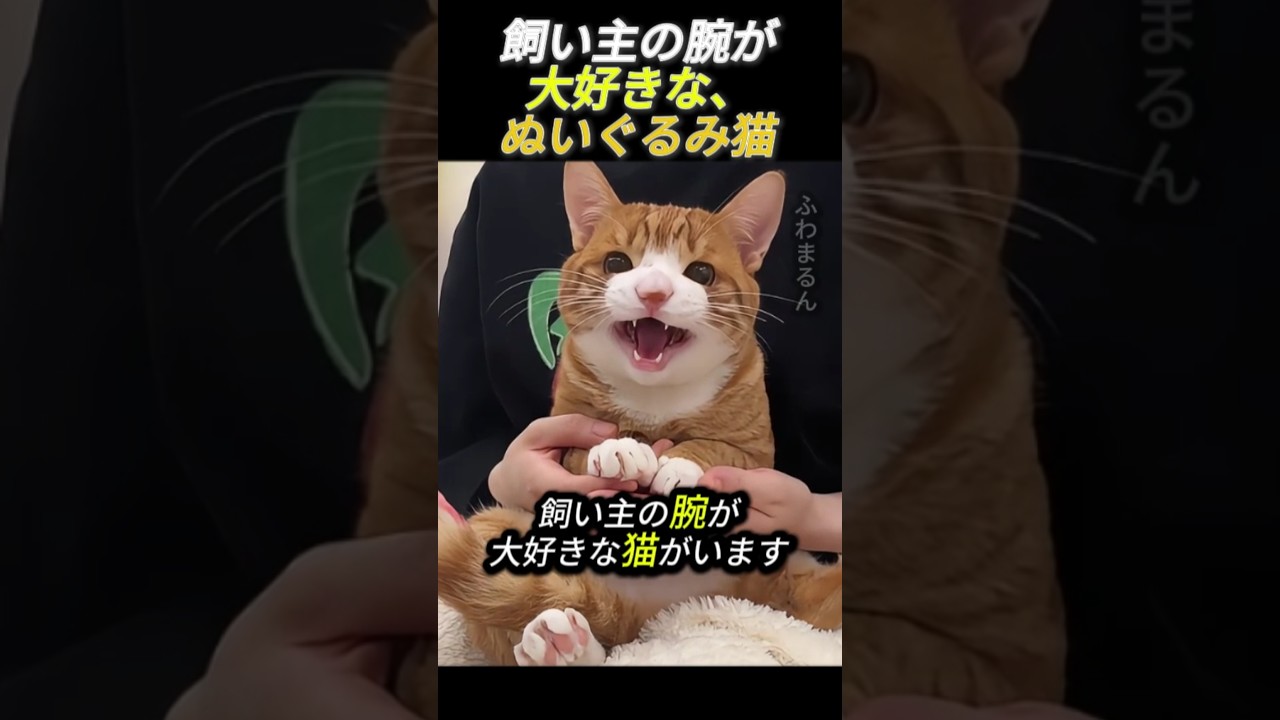 飼い主の腕が大好きな、ぬいぐるみ猫     #猫 #動物 #かわいい猫 #かわいい #癒し #甘える猫