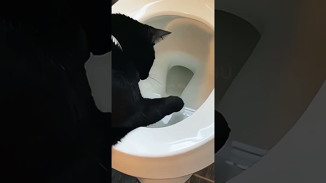 Same family, different behavior. Which do you prefer?