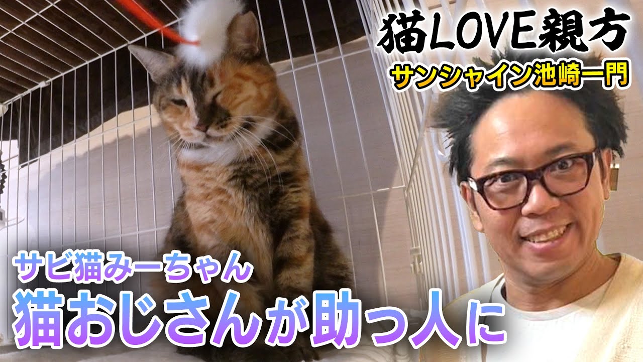 【サビ三毛猫のみーちゃん】サンシャイン池崎さんが二子山親方のお宅に！預かりの進み具合は？【二子山親方】