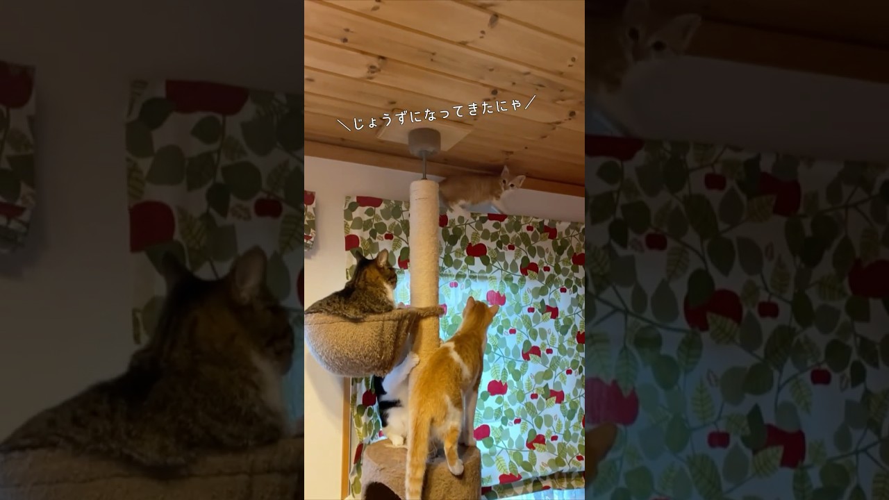 【危ない!!】追い詰められてカーテンレールに登っちゃった子猫ww　#子猫 #子猫保護 #保護猫  #子ネコ #かわいい猫