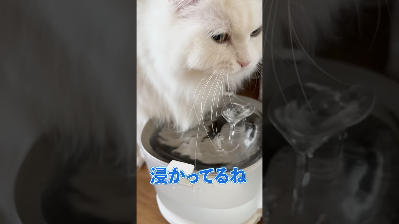 長毛あるある　水に浸かるよねラガマフィン白猫ななちゃん#shorts #ラガマフィン #白猫 #cat #ねこのいる暮らし