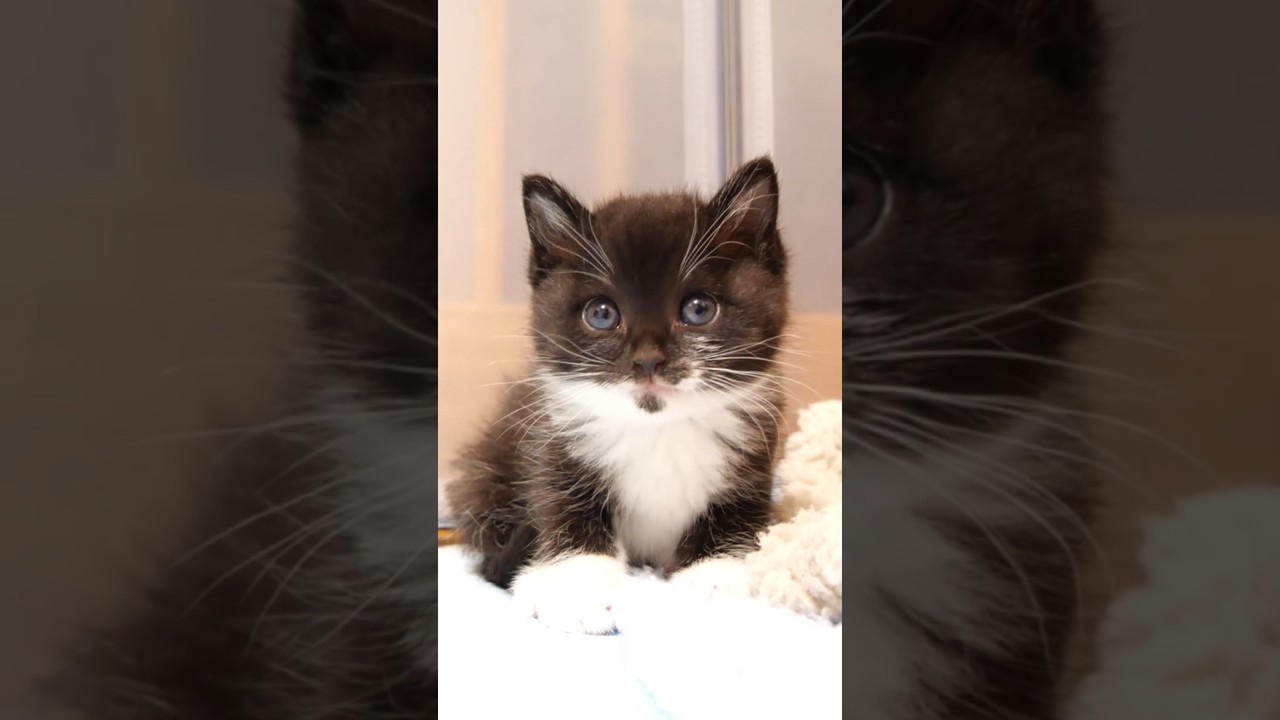ひとりでお手洗いを成功させた子猫に驚きが隠せないふたり。 #gatto #kitten #子ネコ #meow #asmr