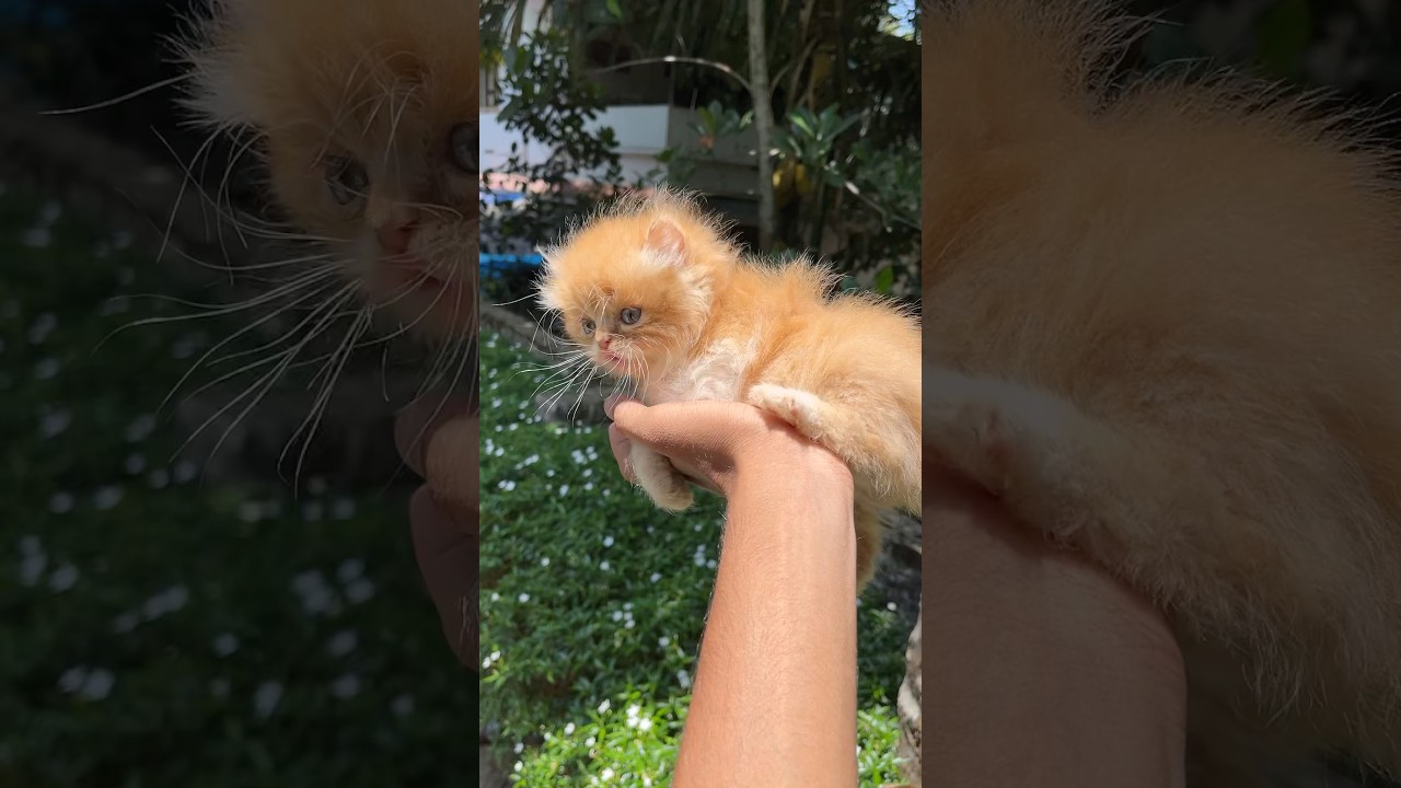 Persian Cat kitty😽👑| Doll Face | Kerala | 📞8139094290 | Home Pets | #shorts