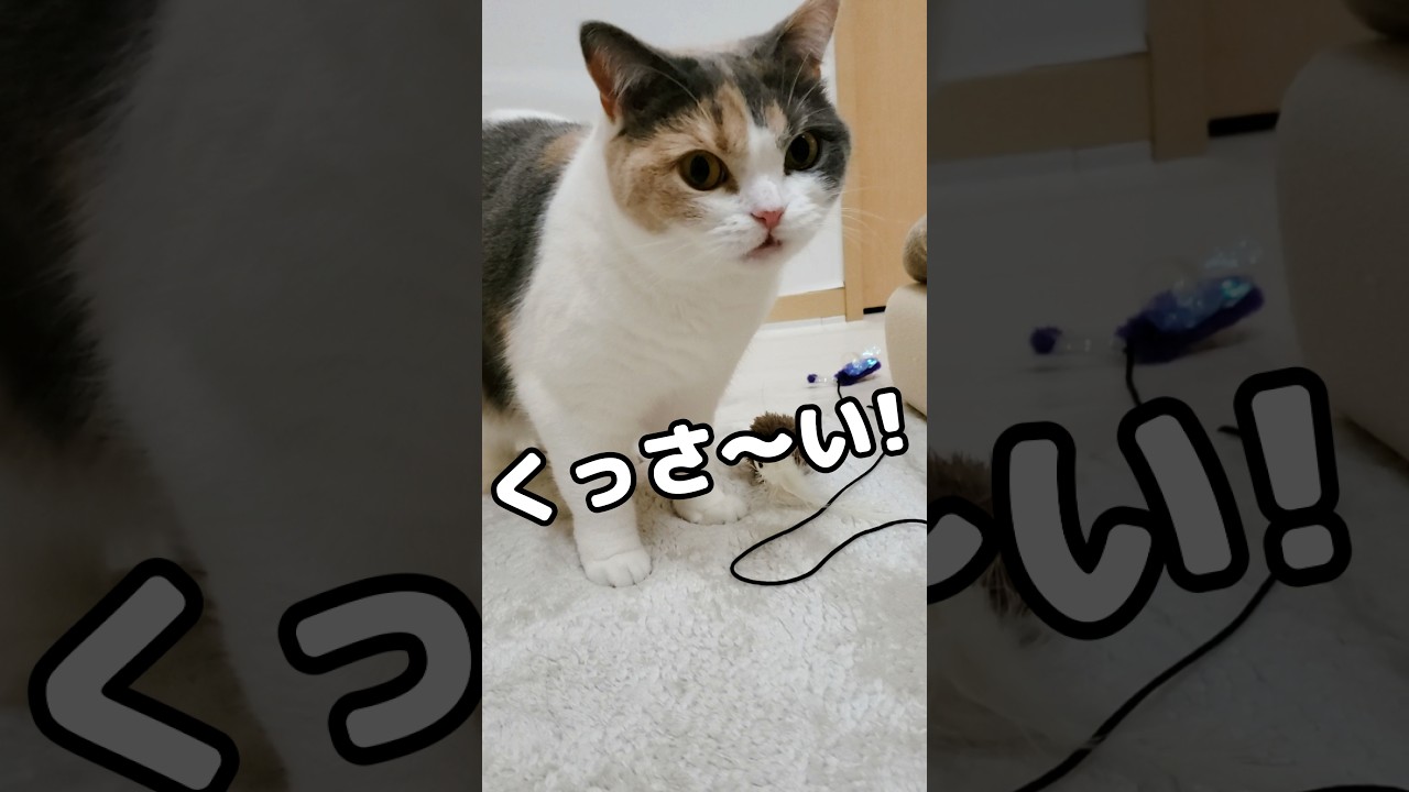 猫が何度も嗅いでしまう「くっさー」…笑 #猫 #たまたま・たまちゃん