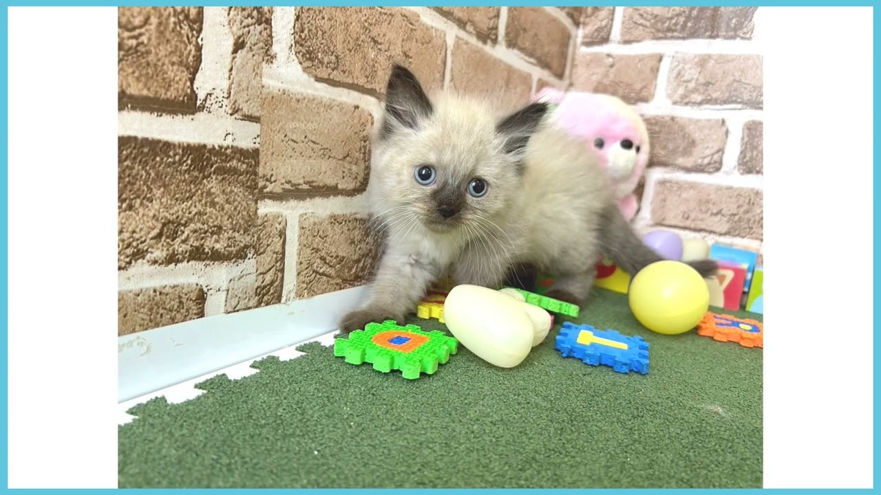 718472 ヒマラヤン
