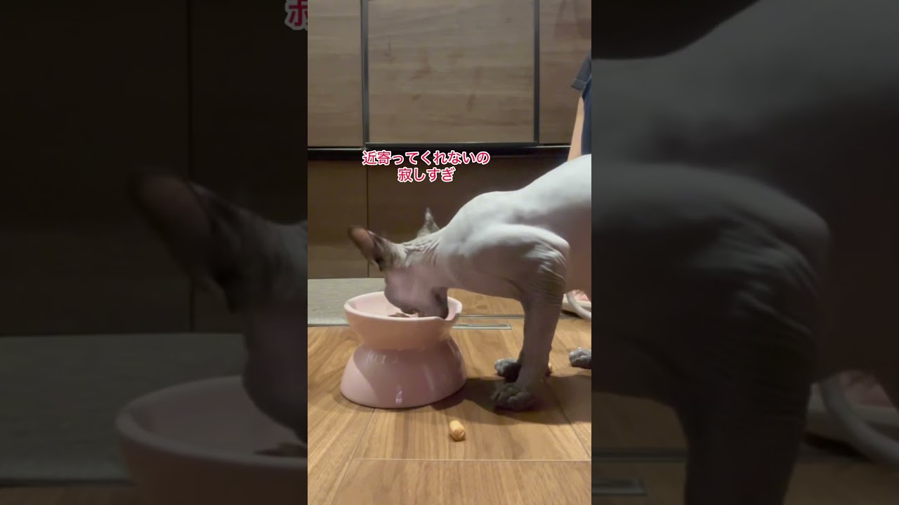 ご機嫌ななめすぎるスフィンクスのご機嫌取りはじめます#shorts #スフィンクス #スフィンクス猫 sphynx