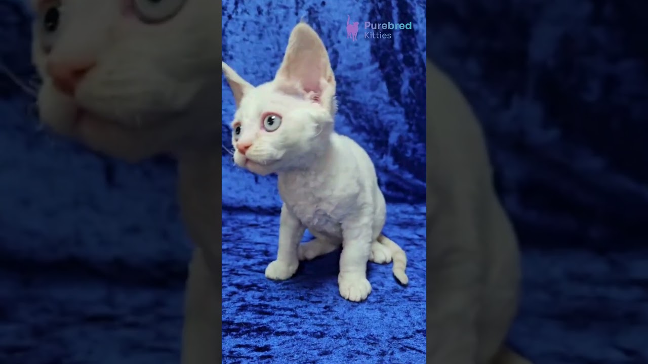 Adopt Amur: Your Adorable Male Devon Rex Kitten 🐾 Cream Point, Big Ears & Cuddles! 🧡 #DevonRex