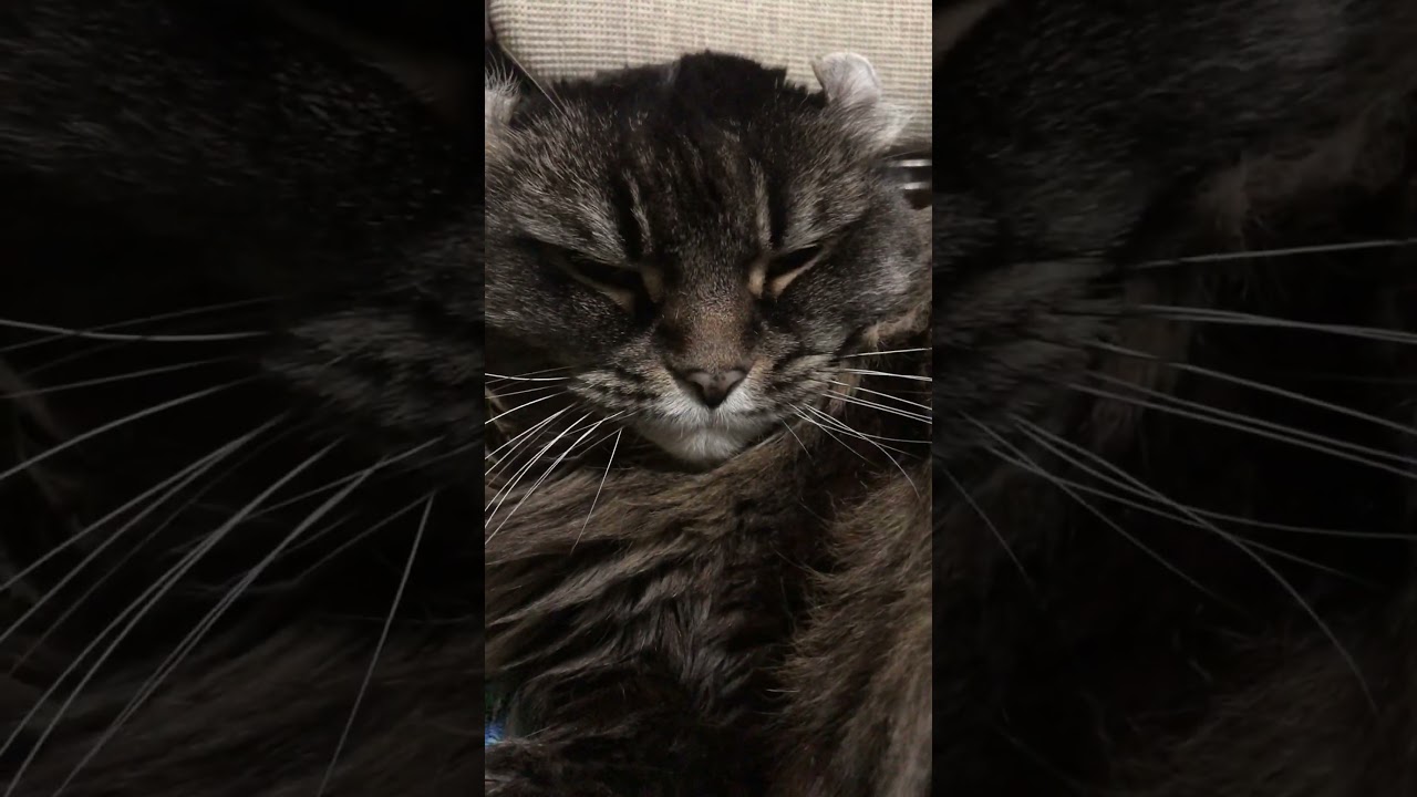 アメリカンカール#猫のいる暮らし #American curl #The Psychedelic Furs Love My Way 1982