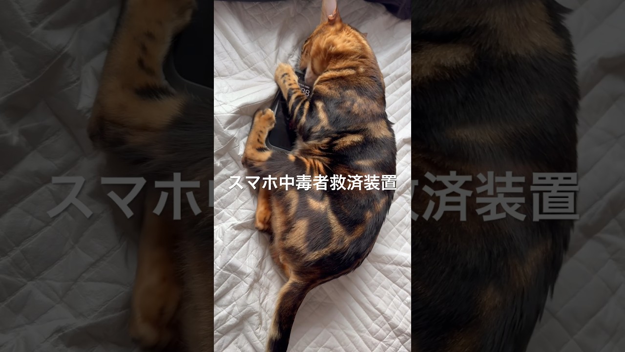 スマホ破壊ねこ #cat #ベンガル #猫のいる暮らし #ねこ #かわいい #iphone #catmeow #れご #保護猫