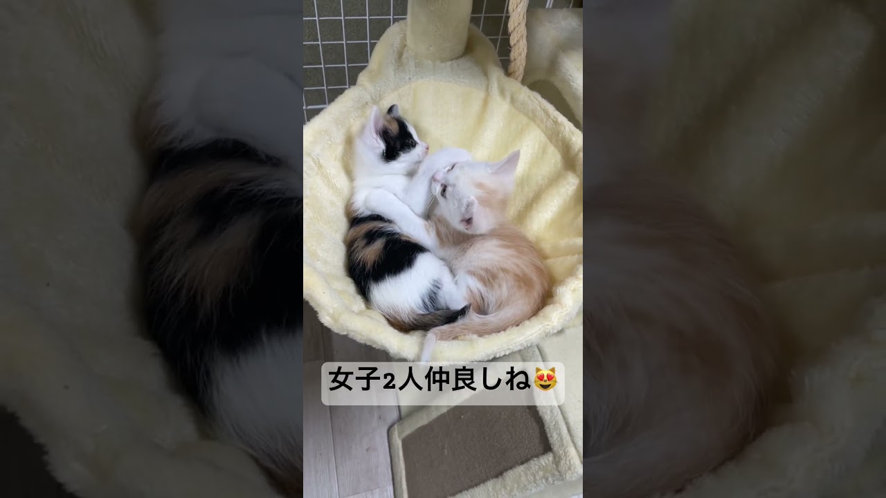 子猫達の日常🐈 #子猫 #ねこ #猫 #保護猫