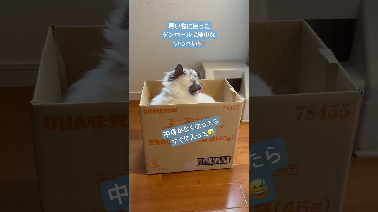 ダンボール猫いっぺい🐈　#ラグドール #猫のいる暮らし #いっぺいdialy