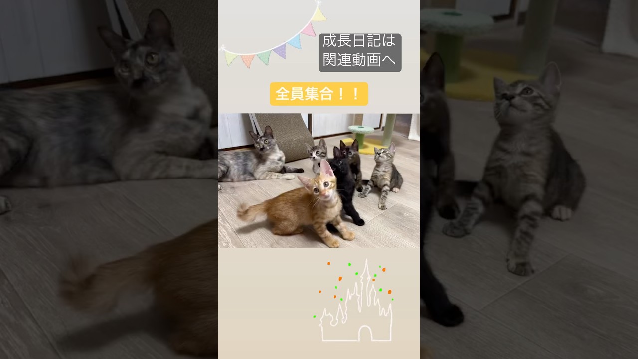 親子でシンクロ！フルバージョンは関連動画へ　#保護猫 #子猫 #kitten