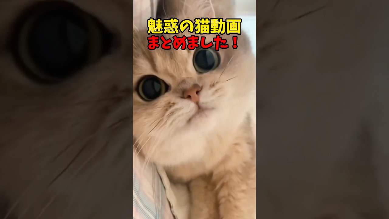 魅惑の猫動画 #猫 #cat #cats #ねこ