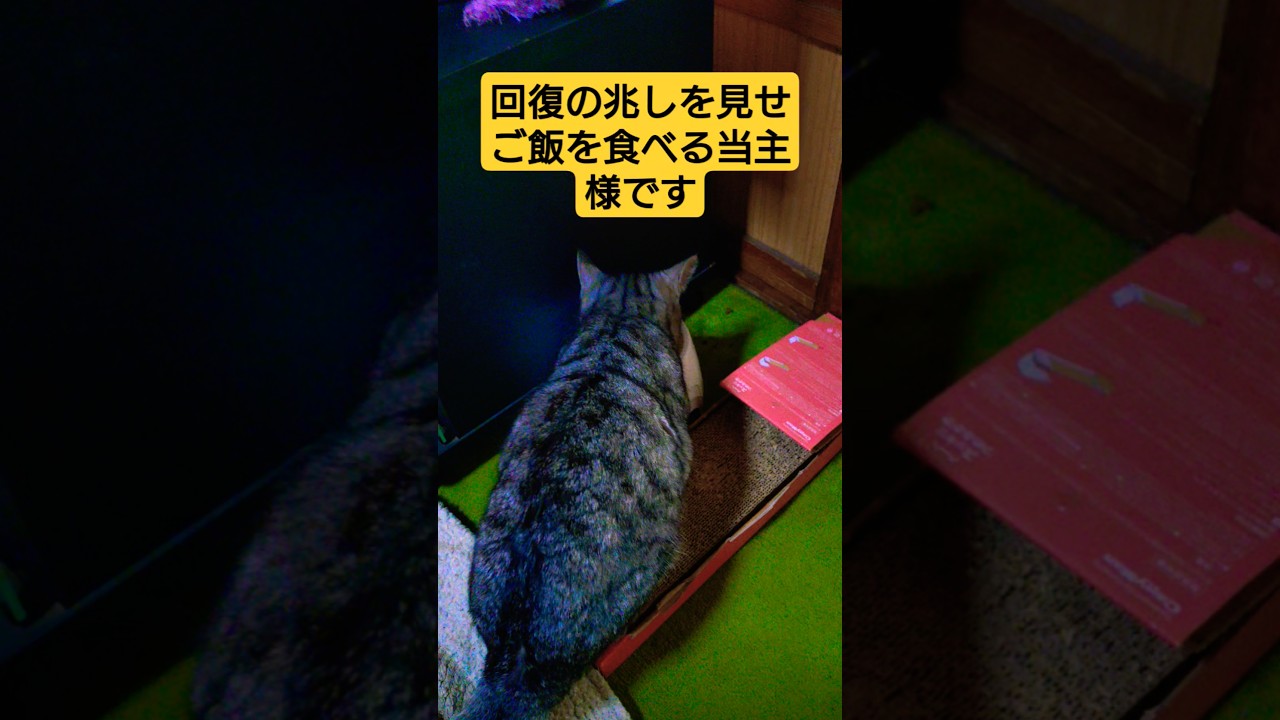 スフィンクス…ご飯食べた━━━━(ﾟ∀ﾟ)━━━━！！#保護猫 #スフィンクス#猫のいる暮らし