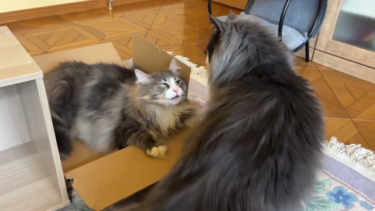 【バトル‼︎】箱に入っていると襲われ続ける？？ノルウェージャンフォレストキャットとターキッシュアンゴラ
