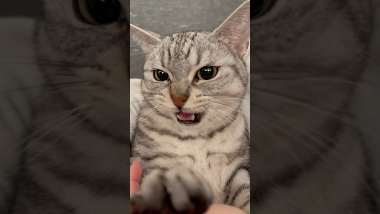 大暴れマンチカンを愛情強めに愛でる飼主www #shorts #猫 #cat
