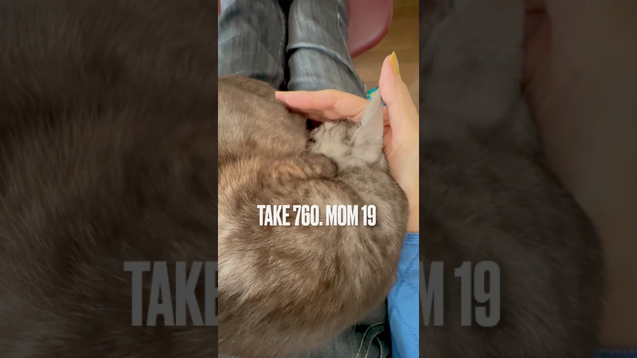 今日もママの足の上で #お昼寝 にゃ❗️む、また撮ってるにゃ⁉️#重いけど幸せ #egyptianmaucat #あまえんぼうねこ #エジプシャンマウ #エジプシャンマウの仲間たち #shorts