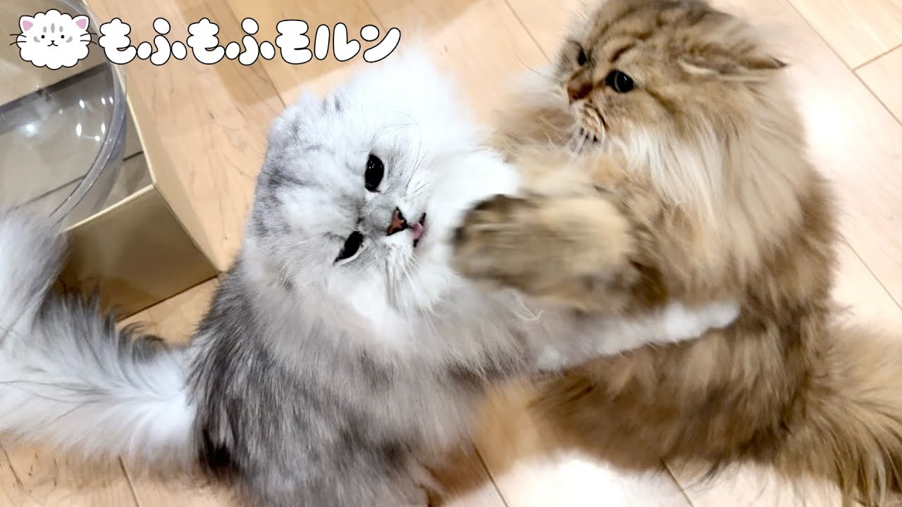 猫にもう一度してほしいこと 【サイベリアン】