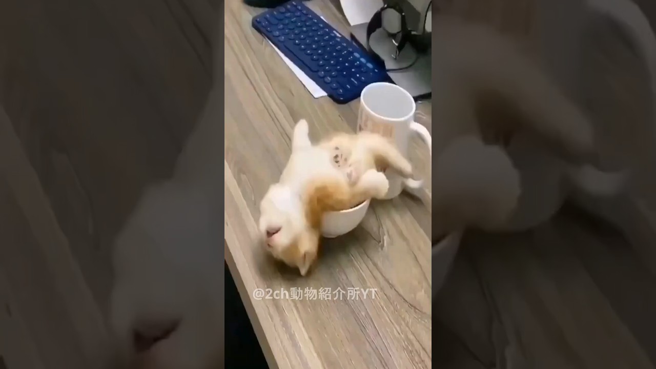 ネッコの動画で癒されたら寝ろｗｗｗ　#2ch  #動物  #猫 #癒やし #ねこ動画　#おもしろ