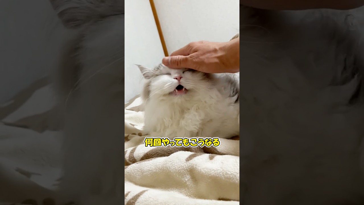 撫でた瞬間、口バグる猫がガチでおもしろいｗ