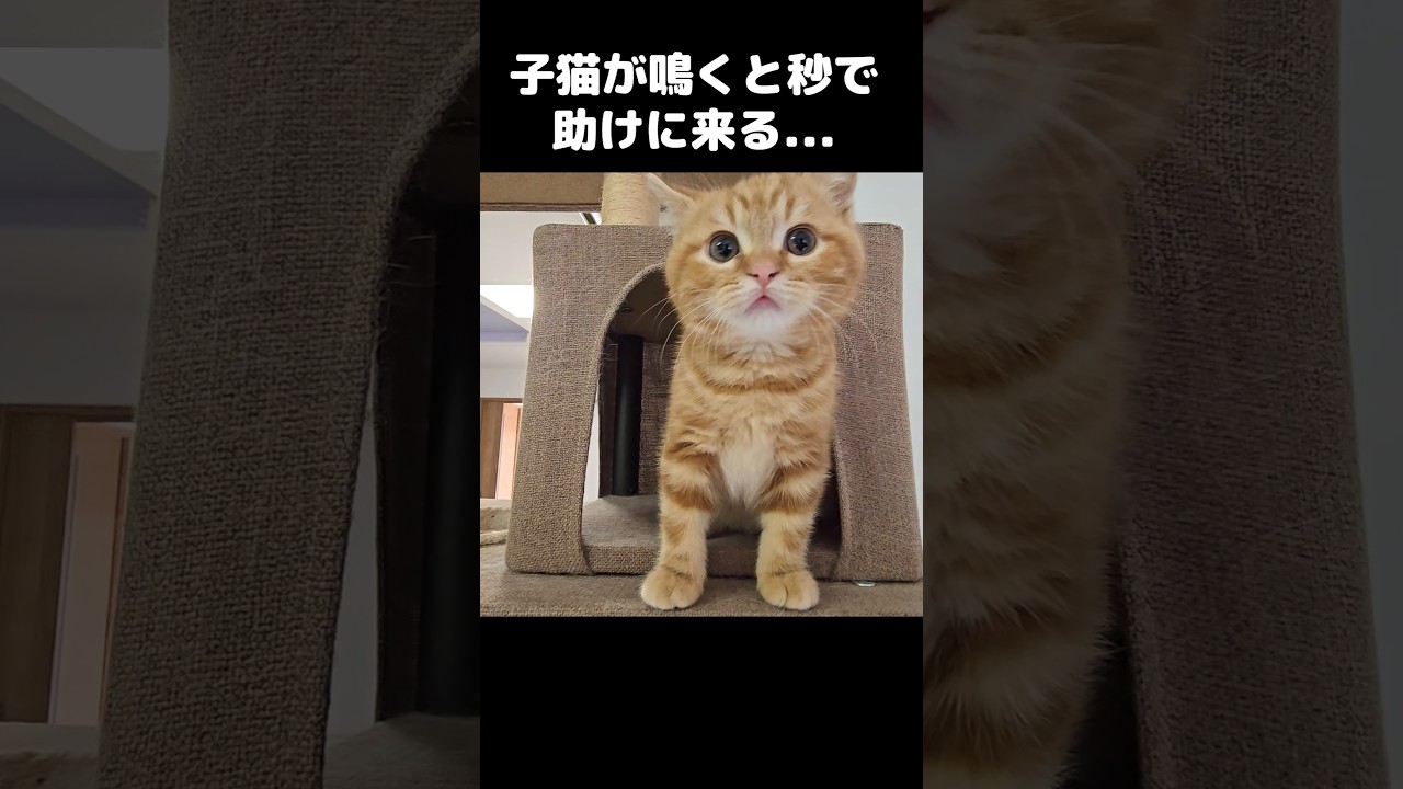 子猫が鳴くと秒で助けに来る母猫...Kitten cries… and mom shows up in seconds 😭🐱❤️