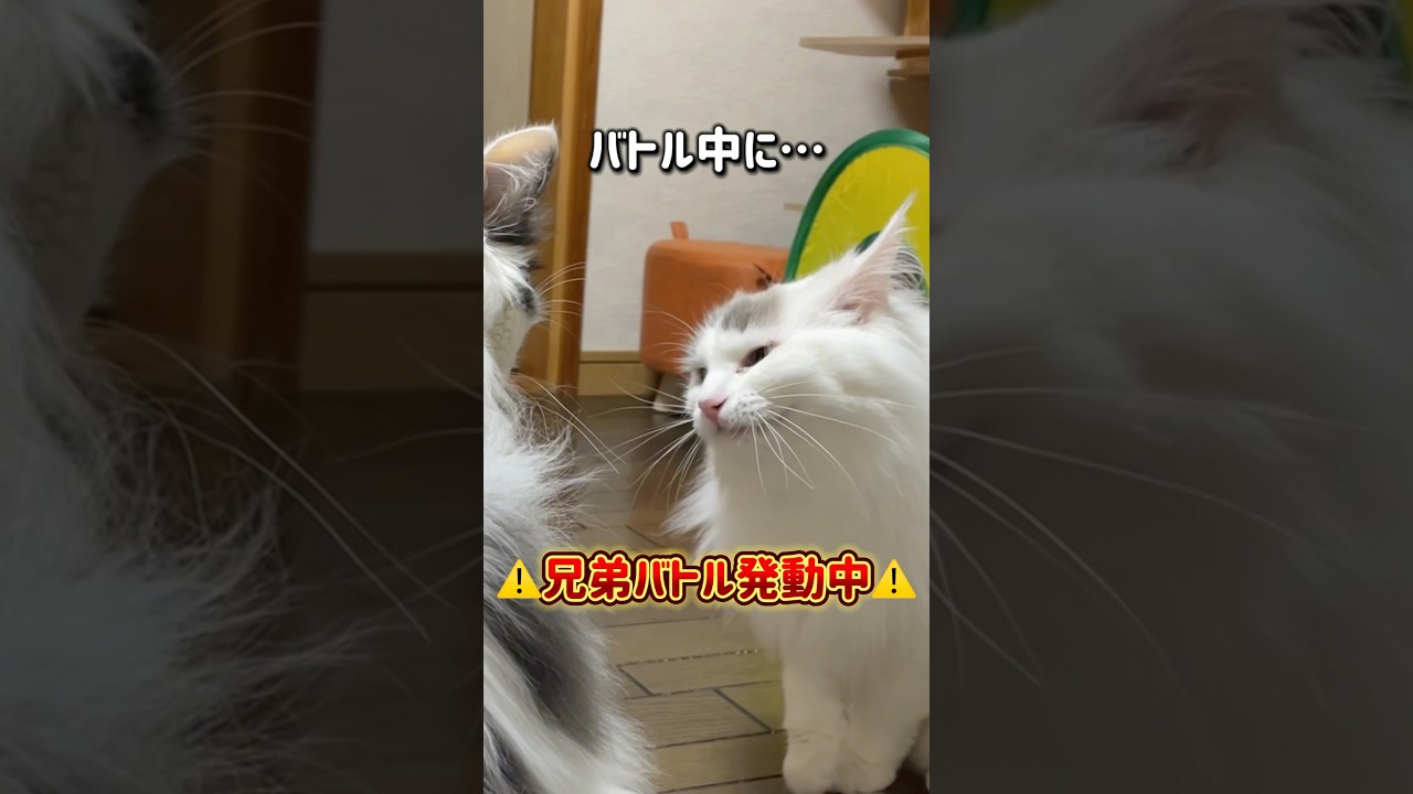 兄弟猫バトルは主が見たら終了する説#ラグドール #ノルウェージャンフォレストキャット #cat