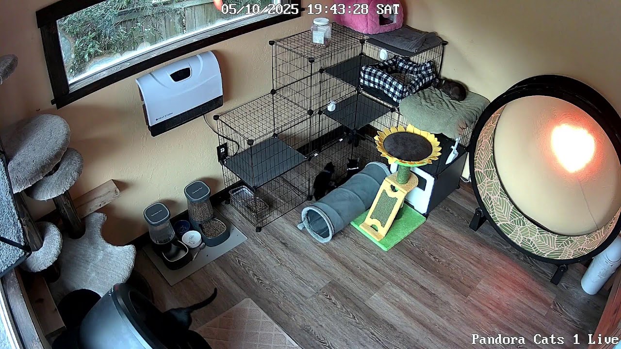 Live Bombay and Burmese Kittens!