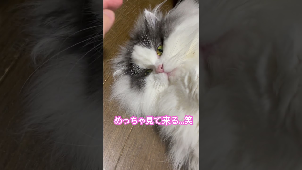 めっちゃ見て来る猫　#マンチカン #猫のいる暮らし #もふもふ #多頭飼い