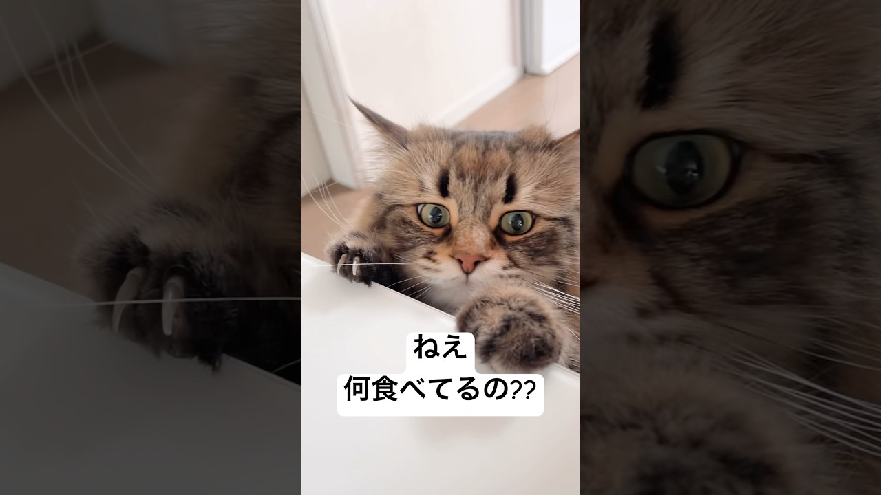 飼い主のお昼ご飯が気になる #猫 #サイベリアン