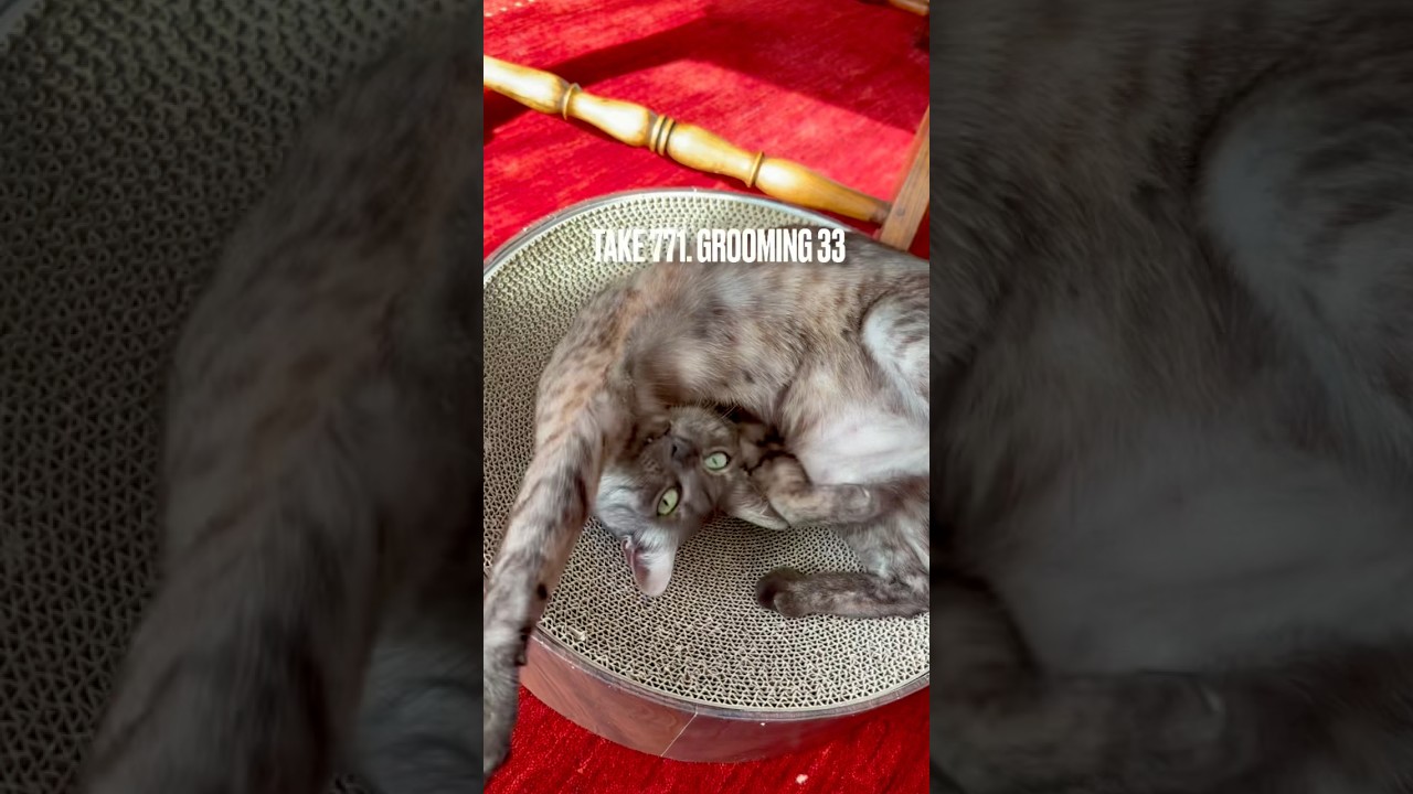 今日も 念入りに #グルーミング にゃ❗️脇の下あたりはやりにくいにゃ‼️#groomingcat #egyptianmaucat #エジプシャンマウ #エジプシャンマウの仲間たち #shorts
