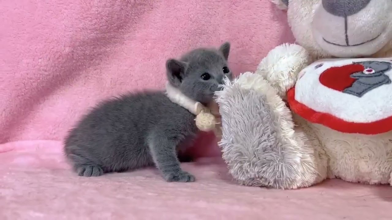 ロシアンブルー 【生後8ヶ月迄★生命保証付き】潤んだ瞳が可愛い女の子🎀【全て込み込み価格】