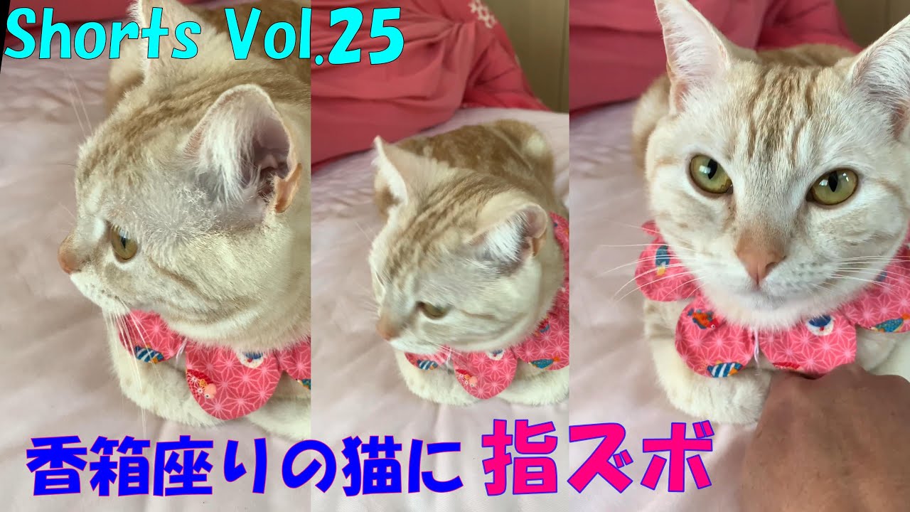 ＃Shorts＃マンチカン＃猫に指ズボ  【癒し注意】香箱座りの猫に何度も指ズボしたら、案外優しくさせてくれました♪