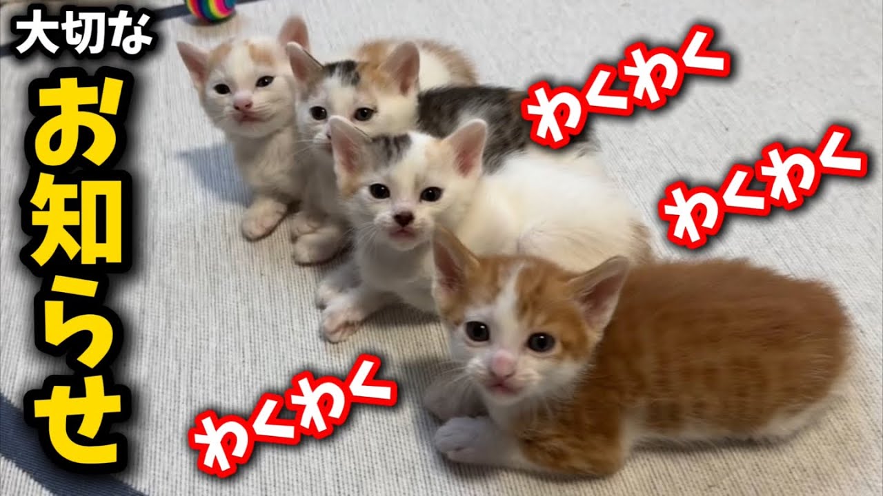 生後1か月の子猫について大切なお知らせがございます
