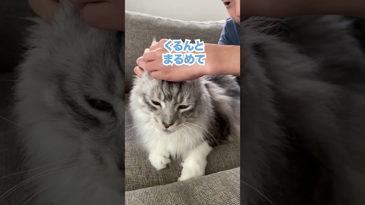 大型猫に逃げられる？耳のマッサージは好きだけど#メインクーン#shorts