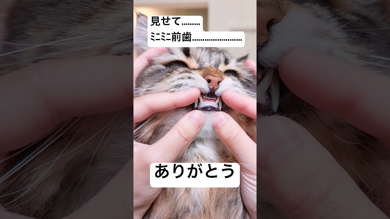 ﾐﾆﾐﾆ前歯ありがとう #猫 #サイベリアン #ミニミニ前歯
