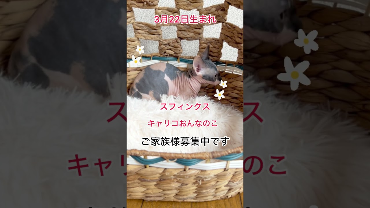 ご家族様募集中です#shorts #スフィンクス #スフィンクス猫 #sphynx