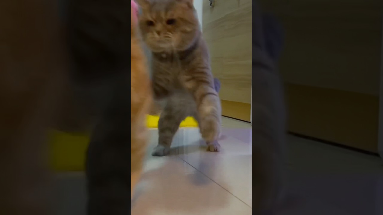 👆🏻Katze macht glücklich👆🏻#katze #cat #gatto #chat #قطة #kot #katt #kat #kočka