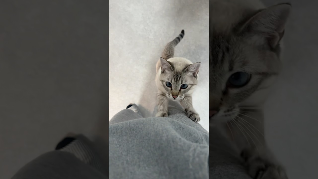 バリバリバリバリ♫　#シャムトラ #元保護猫 #シャムミックス  #cat #猫耳 #kitten  #猫耳 #siamesemix