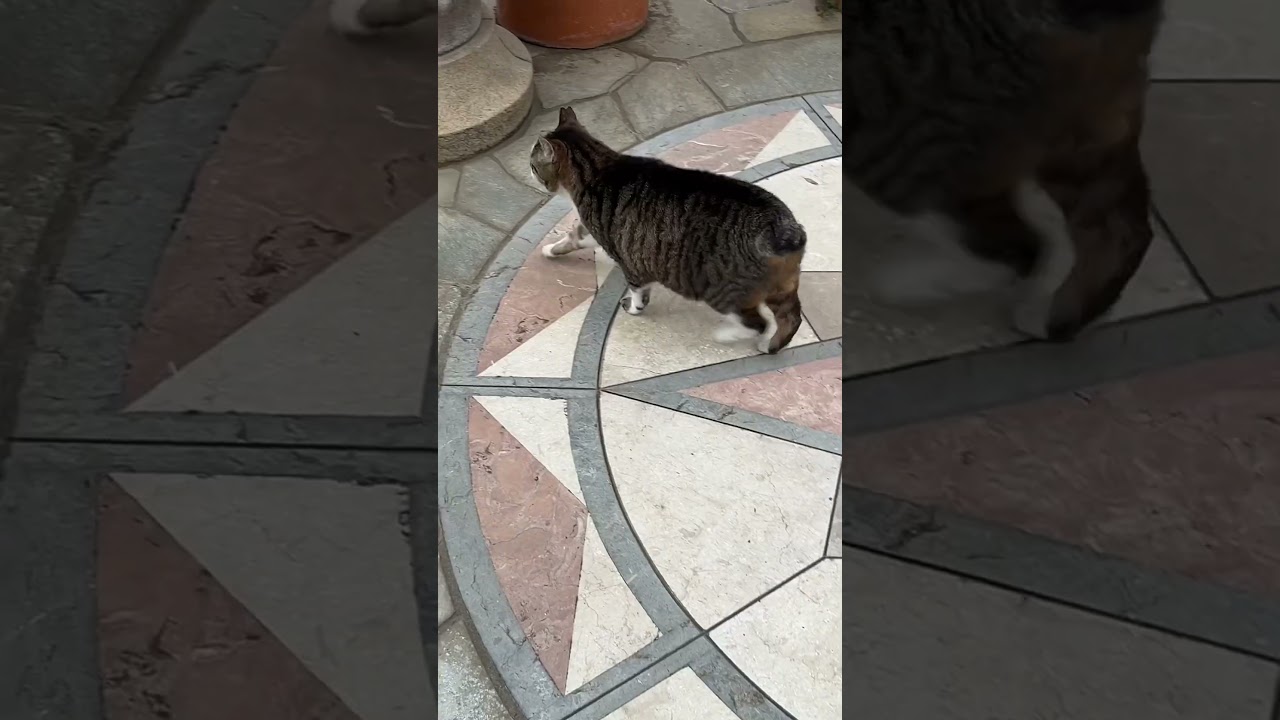 世界では珍しいしっぽの短い日本の野良猫🐱🇯🇵