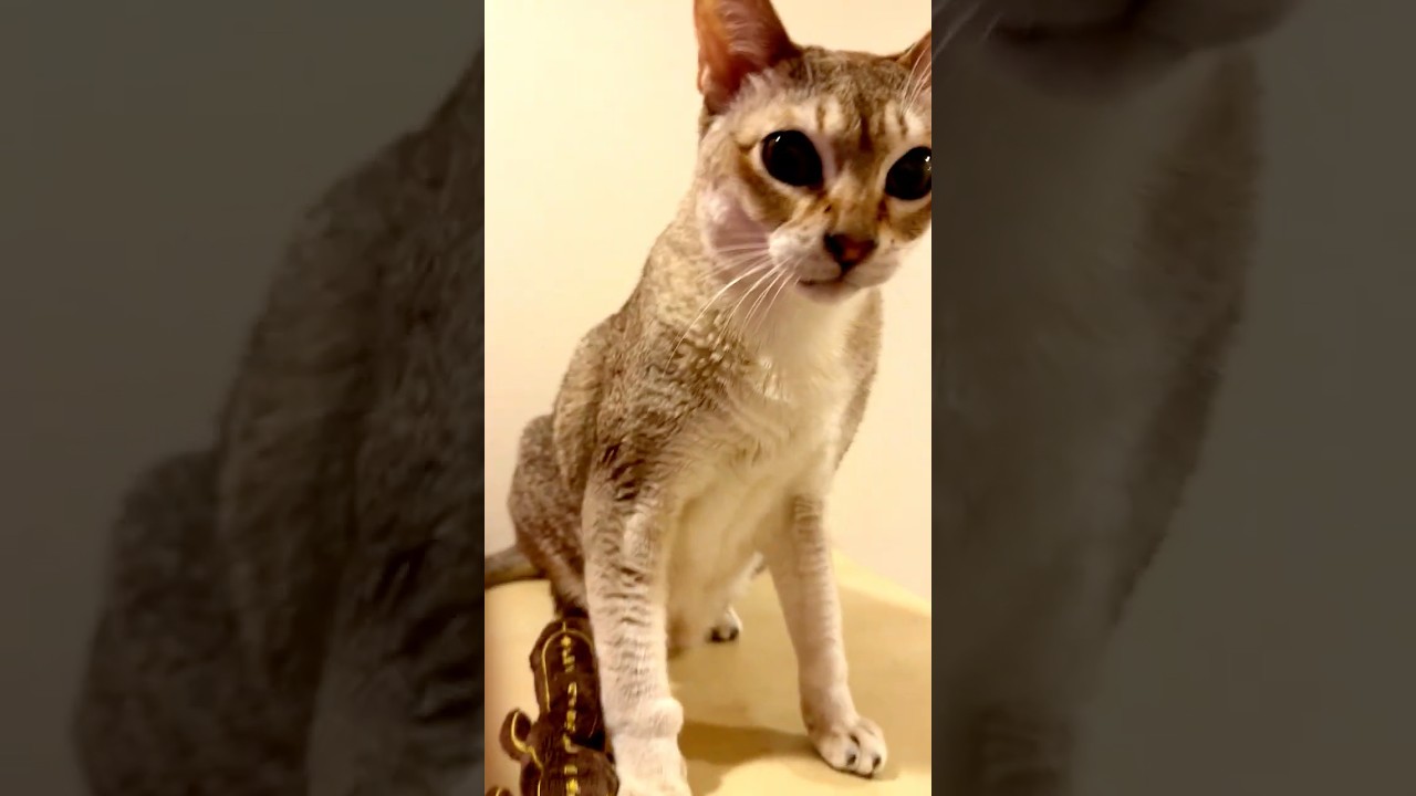 七支刀のぬいぐるみで遊ぶシンガプーラと枕にしちゃうたぬき猫なのにゃ♪ #cat #シンガプーラ #トンキニーズ#たぬき猫#singapura#tonkinese