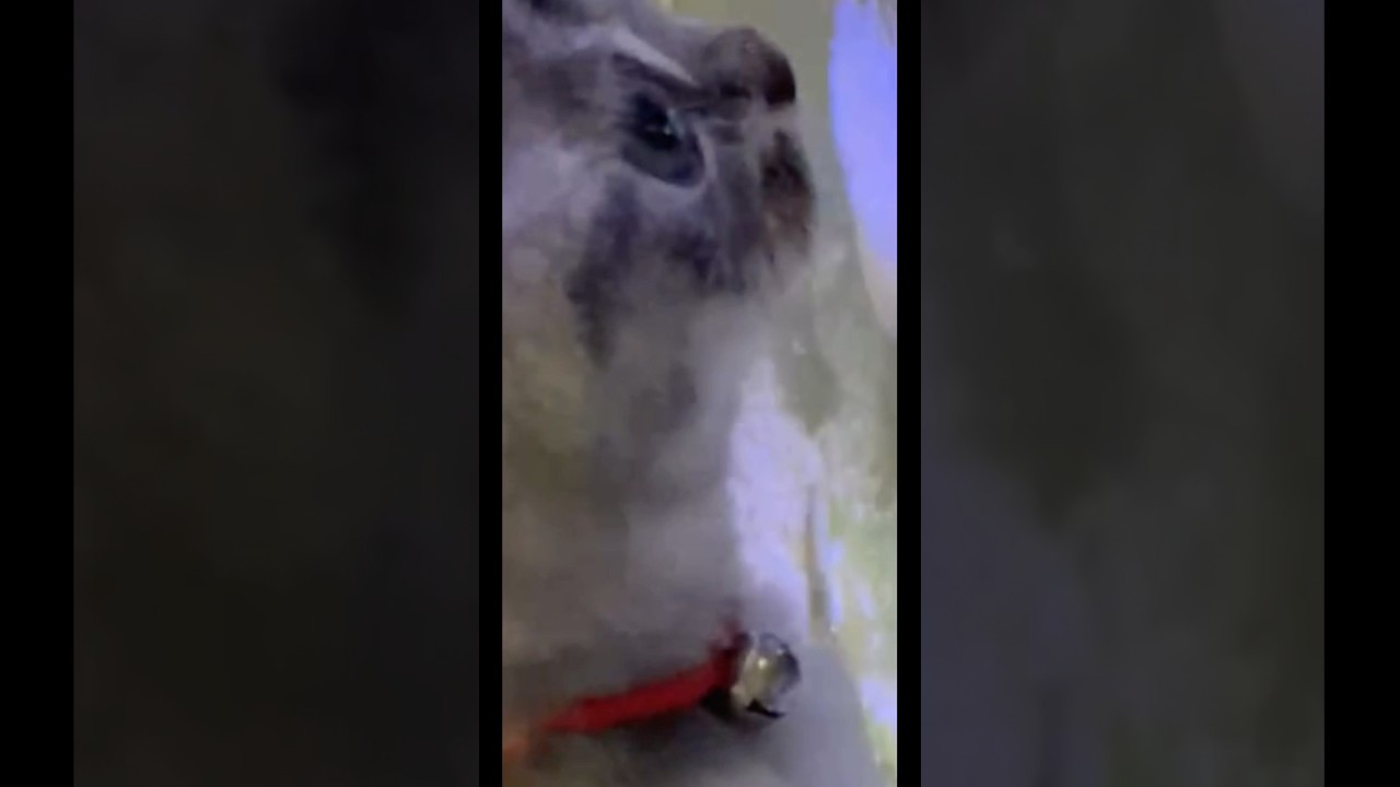 👆🏻Katze macht glücklich👆🏻#katze #cat #gatto #chat #قطة #kot #katt #kat #kočka