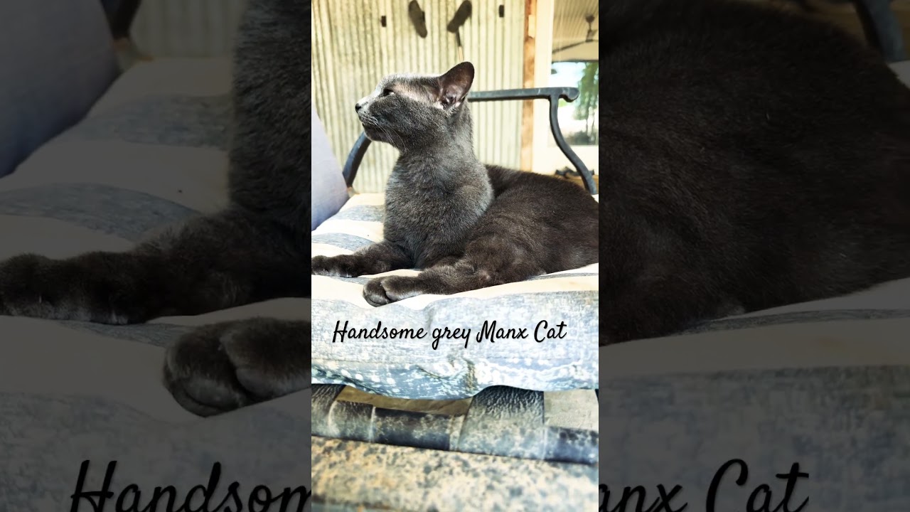 Grey Manx Kitty Cat #cat #manx #handsome #kitty #cutecat #graycat #fypシ゚viral #fyp #ytshorts #capcut