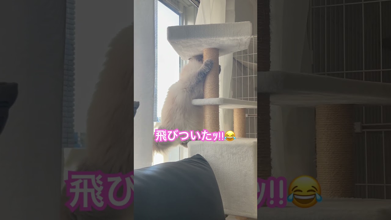 ヒマラヤンのマーベル🐈🐾いきなり野生の血が⚡️⚡️😂 #shorts #猫のいる暮らし #猫好きさんと繋がりたい #cat #かしわねこ #かわいい