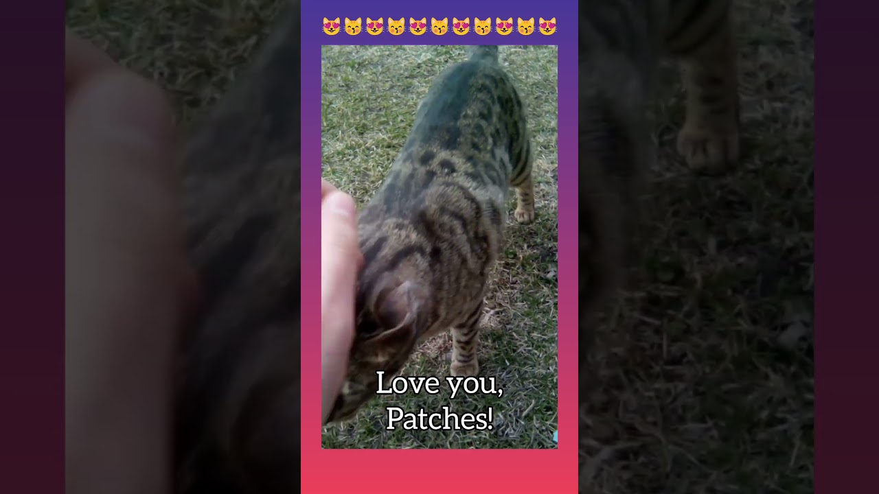 Beautiful Bengal Cat Walks up to me!