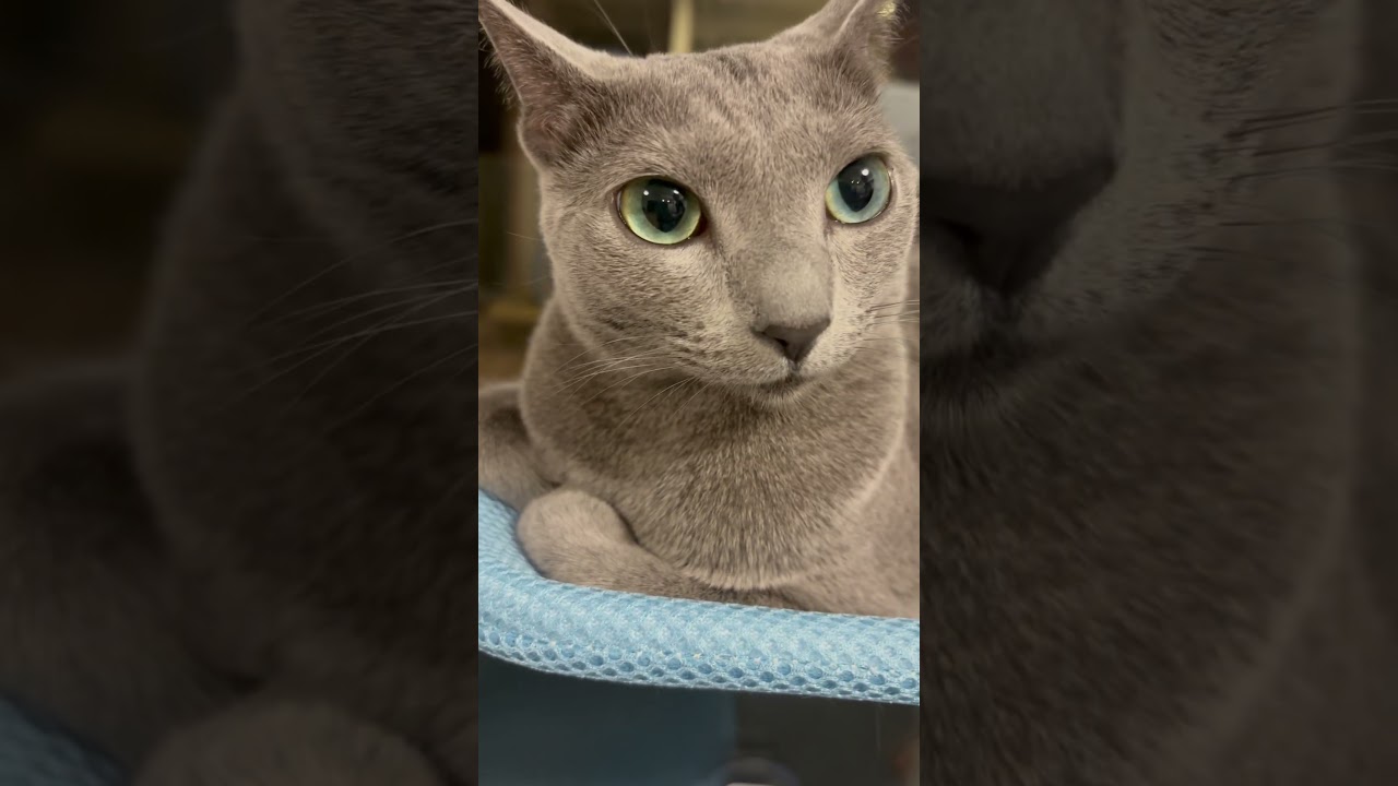 今日のあおそら #ロシアンブルー #cat #あおそら #猫のいる暮らし