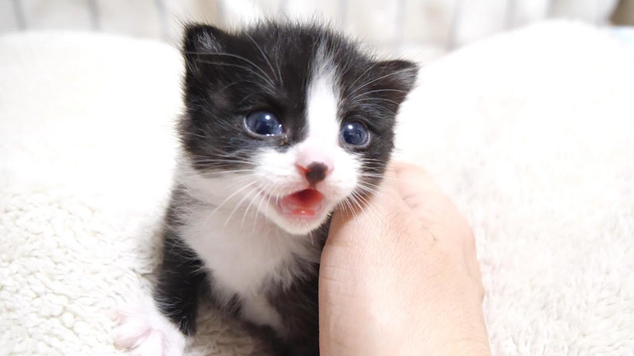 初めてのミルクに小さい子猫たちが悪戦苦闘するけど、飲み足りないのかお代わりをおねだりしてくる。【赤ちゃん猫　保護猫】