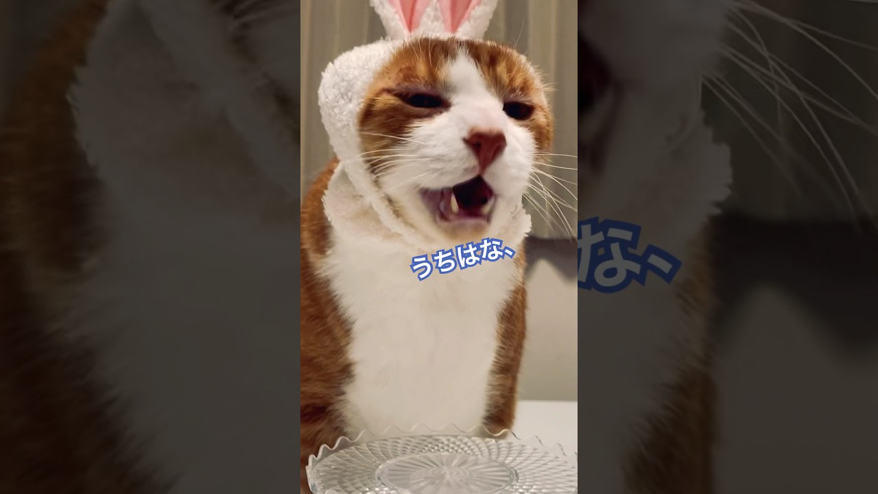 ショートコント「強盗だっ！」#shorts #cat #猫のいる暮らし